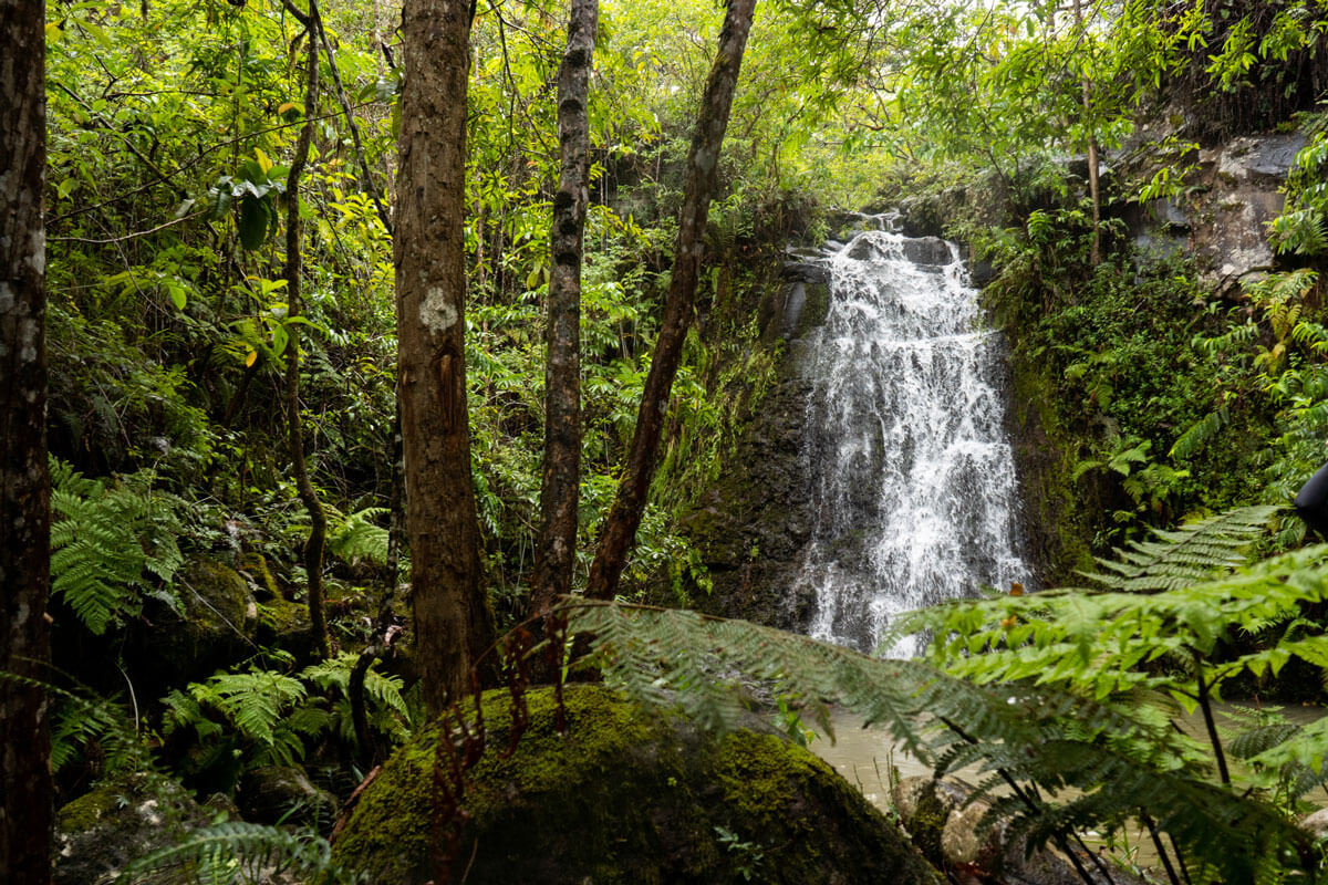 A waterfall runs among a leafy green, forest background