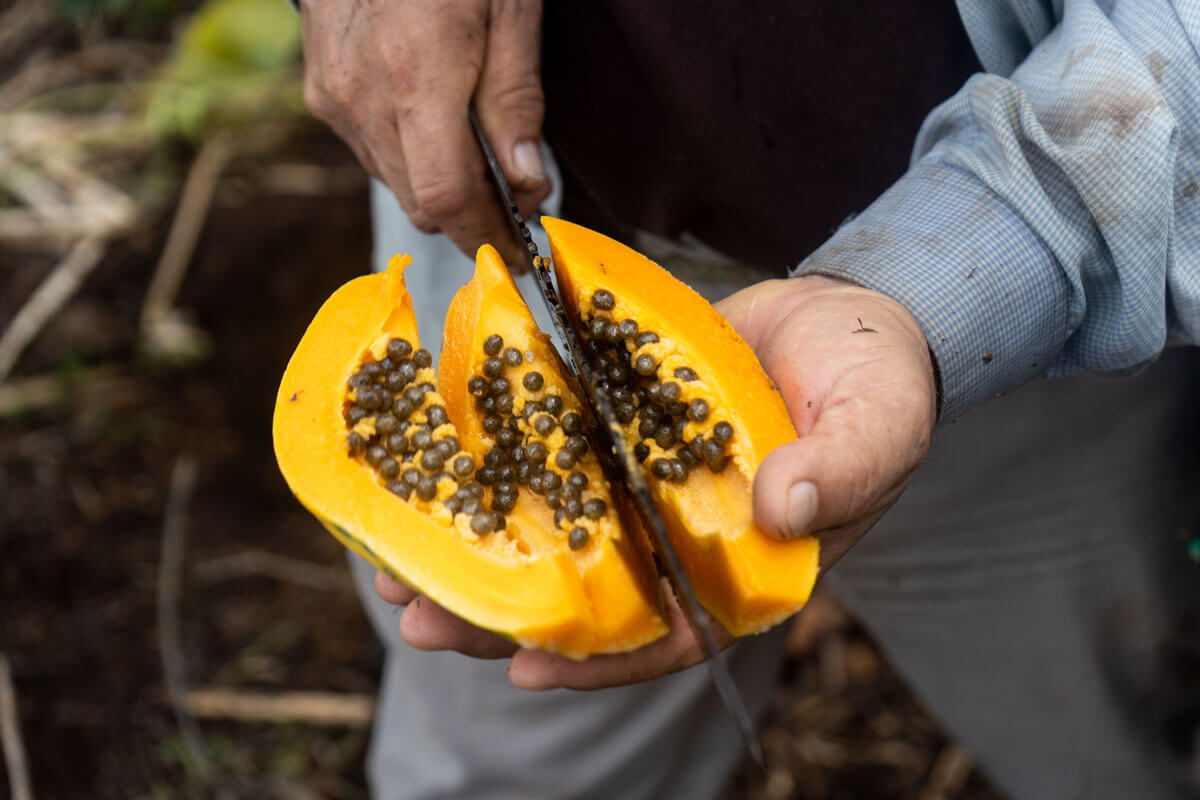 Milton Aguas holds a knife as he cuts a yellow papaya full of seeds