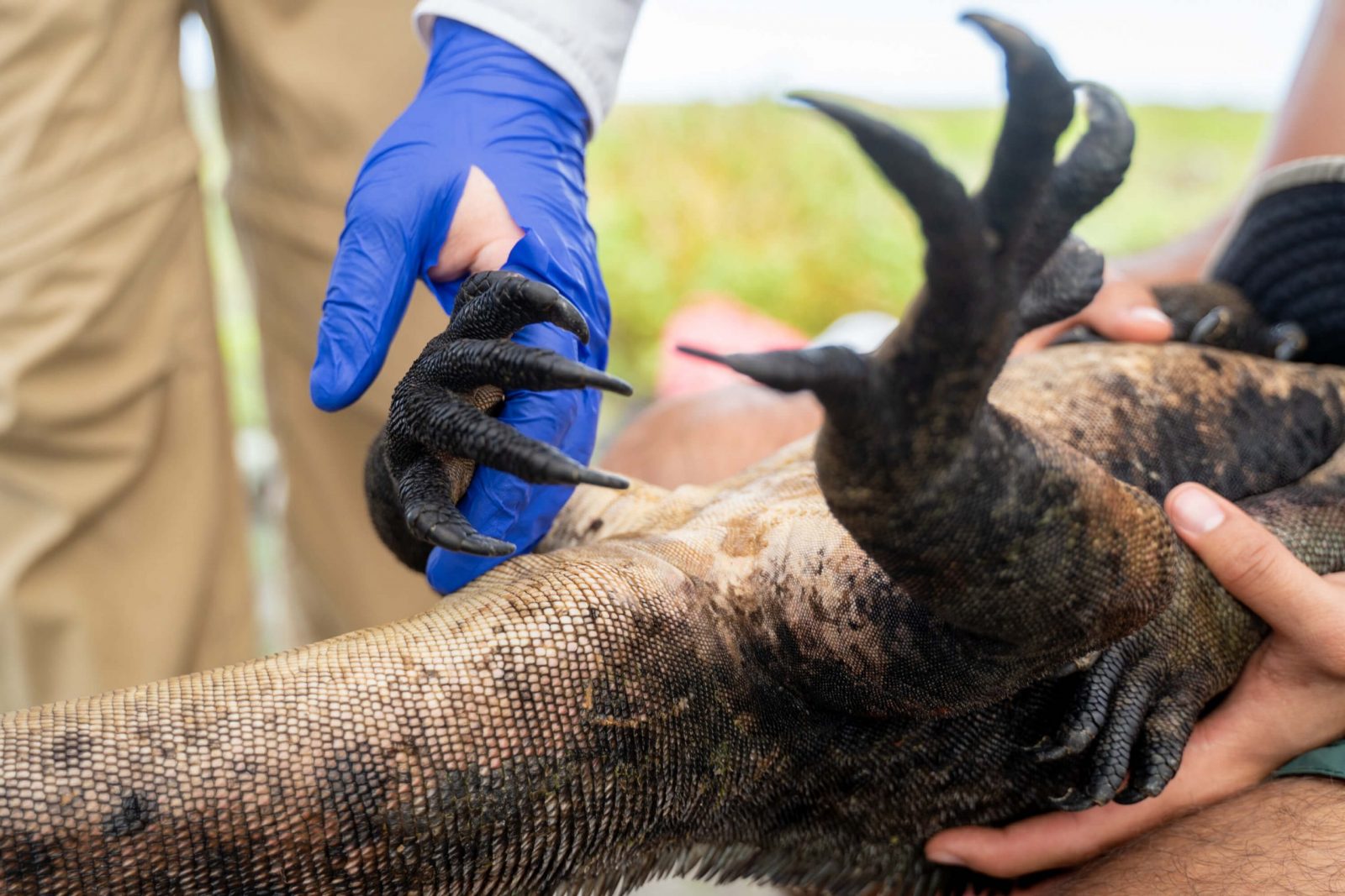 A researcher's gloved hand holding the back foot of a marine iguana who is being held on its back by the other researcher.