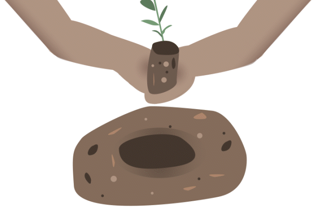 animated graphic of hand lowering a coffee plant in the dirt